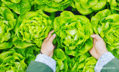 heathy greens